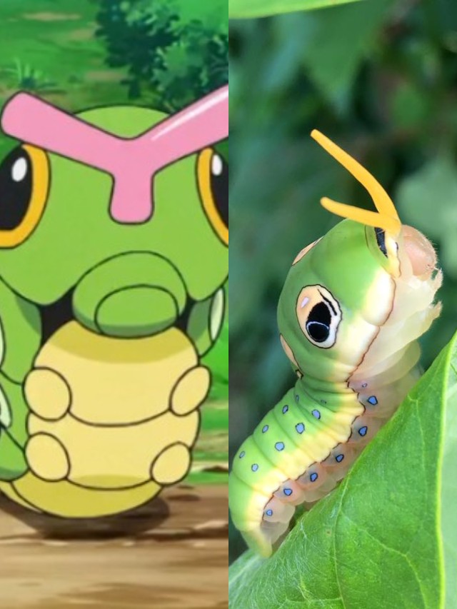 15 Pokémon que existem na vida real